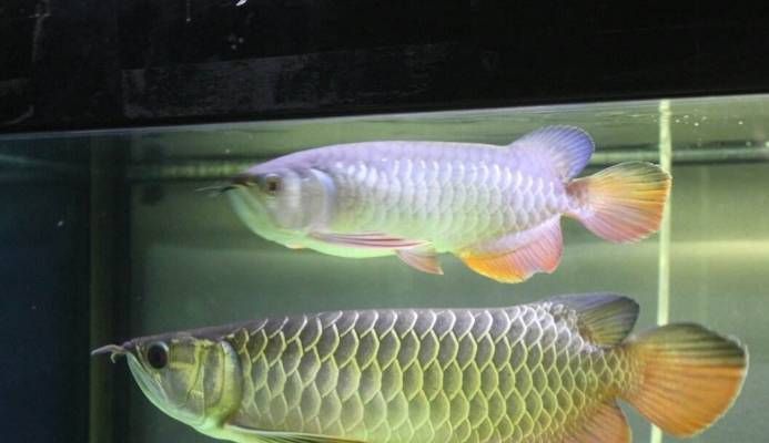 25cm過背金龍魚的價(jià)格是多少錢（25cm左右的過背金龍魚價(jià)格在2000—10000元之間不等）