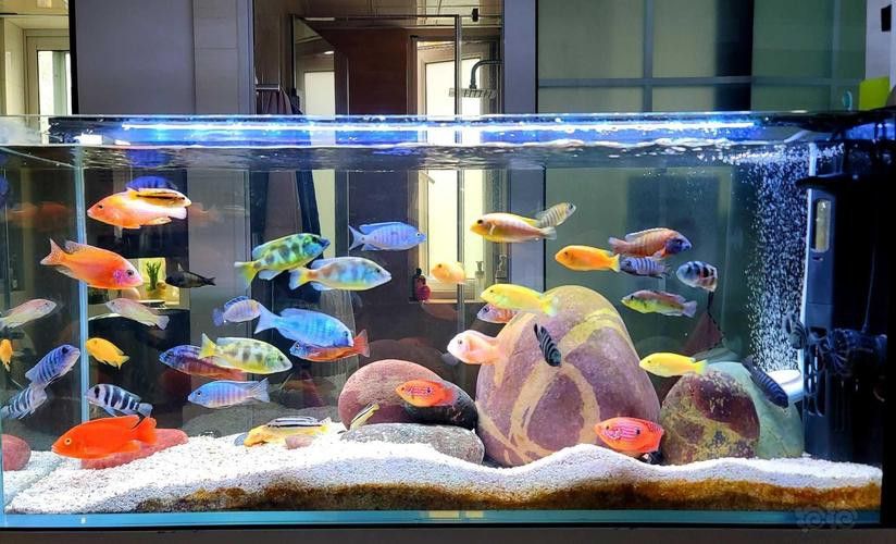 薩伊藍六間混養的最佳伙伴有哪些？