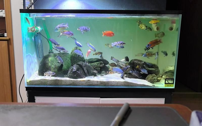 薩伊藍六間混養的最佳伙伴有哪些？