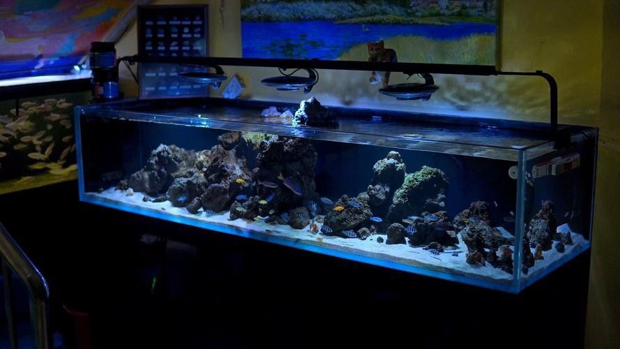 薩伊藍六間混養的最佳伙伴有哪些？