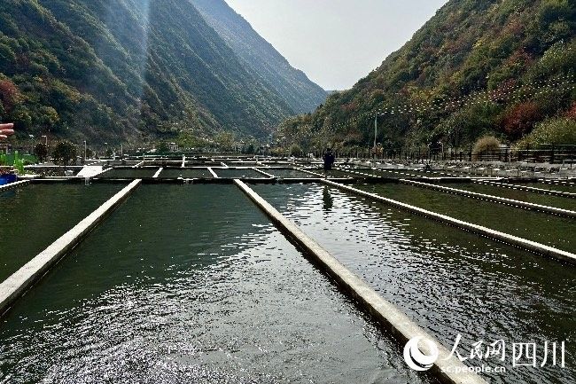 那曲地開水族店怎么樣？加盟祥龍魚場賣龍魚市場怎樣？