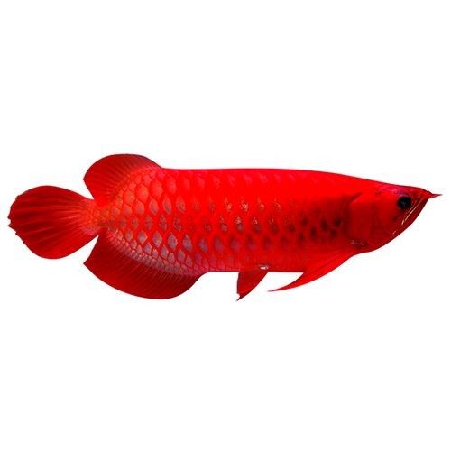 叢臺開水族店怎么樣？加盟祥龍魚場賣龍魚市場怎樣？