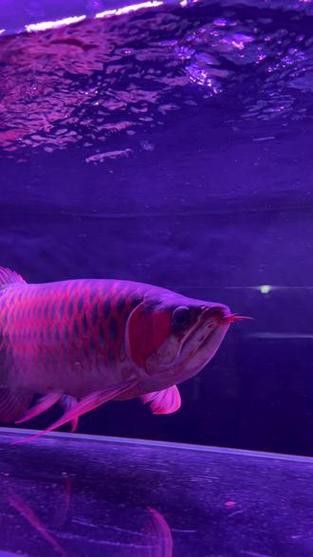哪里可以購買到戰車紅龍魚？