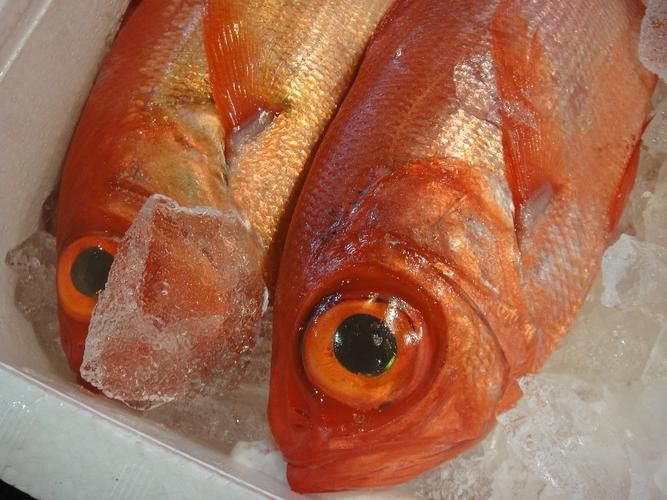 哪里可以購買到戰車紅龍魚？