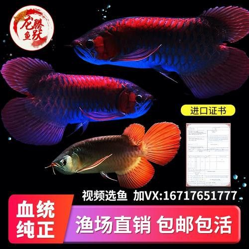 哪里可以購買到戰車紅龍魚？