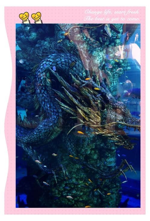 江西開水族店怎么樣？加盟祥龍魚場賣龍魚市場怎樣？