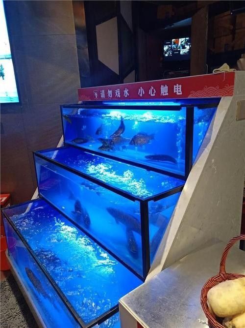 江西開水族店怎么樣？加盟祥龍魚場賣龍魚市場怎樣？