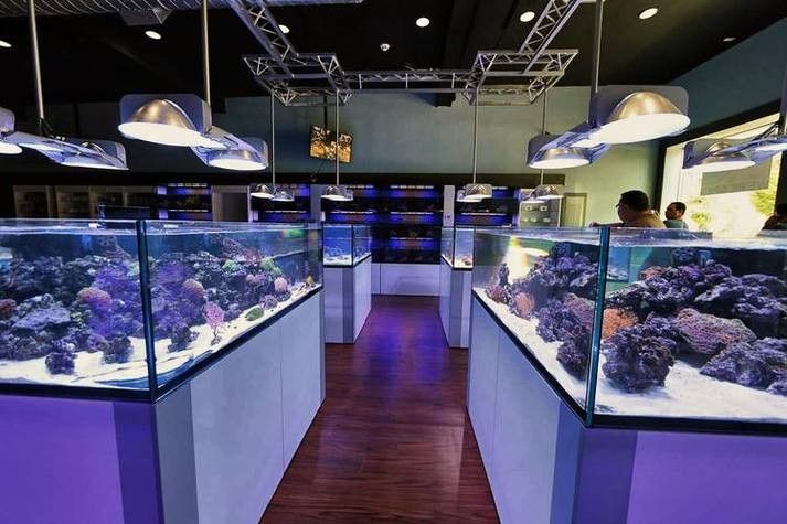 武陟開水族店怎么樣？加盟祥龍魚場賣龍魚市場怎樣？