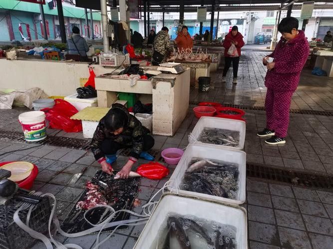 武陟開水族店怎么樣？加盟祥龍魚場賣龍魚市場怎樣？