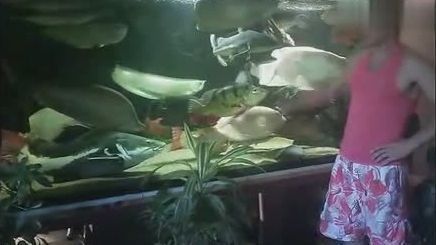 七星刀和龍魚打架：七星刀魚與龍魚之間的爭斗