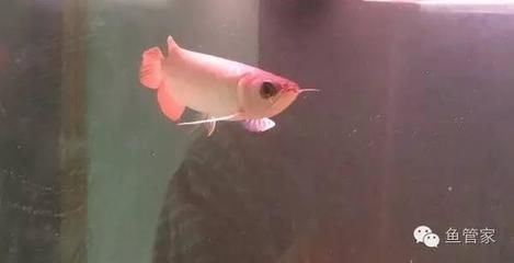 龍魚呼吸急促的可能原因及解決方案（龍魚呼吸急促可以救治嗎）