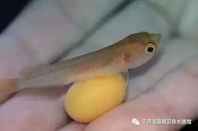 龍魚呼吸急促的可能原因及解決方案（龍魚呼吸急促可以救治嗎）