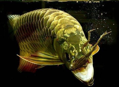 金龍魚鱗片變黑怎么回事【金龍魚鱗片變黑怎么回事,】
