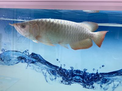 龍魚身上起白毛怎么辦：魚身上長(zhǎng)白毛的原因及治療方法