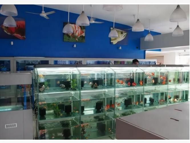 休寧開水族店怎么樣？加盟祥龍魚場賣龍魚市場怎樣？