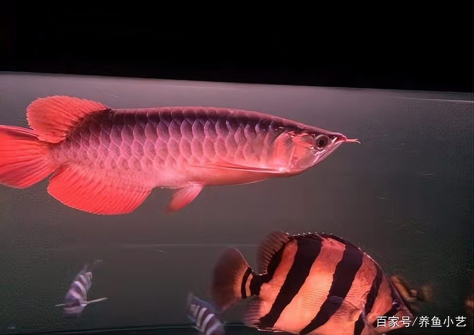 龍魚為什么斜著游來游去的