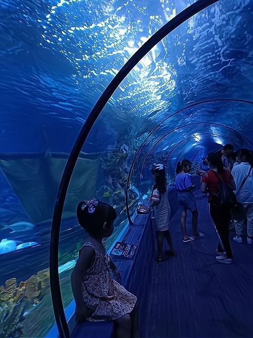 賽罕開水族店怎么樣？加盟祥龍魚場賣龍魚市場怎樣？
