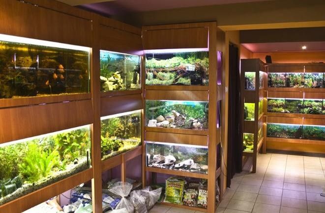 海陵開(kāi)水族店怎么樣？加盟祥龍魚(yú)場(chǎng)賣龍魚(yú)市場(chǎng)怎樣？