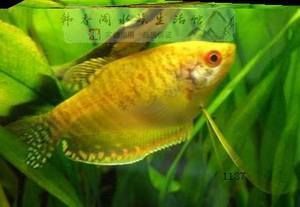 黃金龍魚價格走勢圖最新（黃金龍魚價格-最新龍魚價格、批發報價、價格大全）