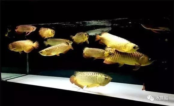 龍魚能不能混養：龍魚混養水溫控制技巧，龍魚混養光照需求詳解