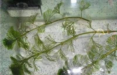 龍魚喂什么魚苗好看：龍魚喂食時，應選擇適合其生長階段的優質魚苗,龍魚喂養的建議