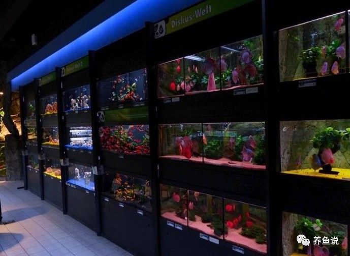 貢山開水族店怎么樣？加盟祥龍魚場賣龍魚市場怎樣？