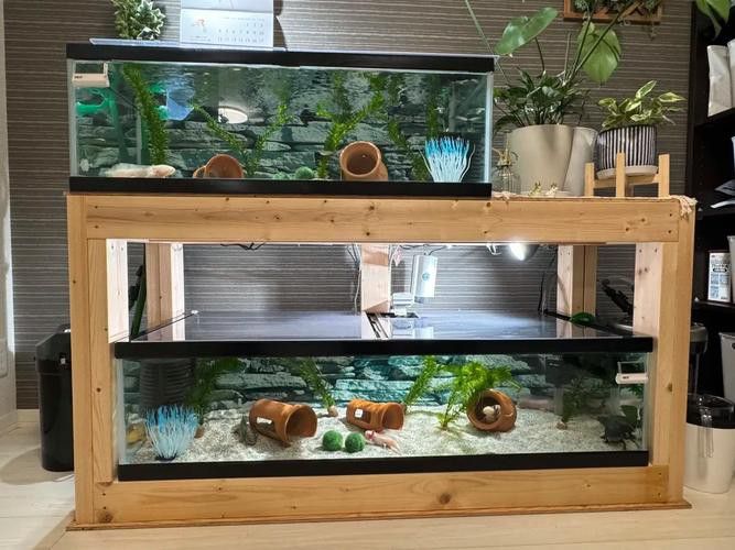 小火龍魚可以和什么魚混養呢