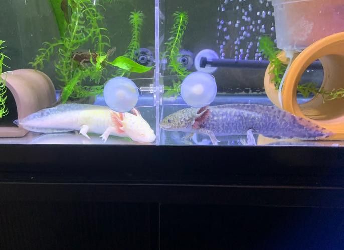 小火龍魚可以和什么魚混養呢