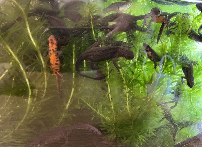 小火龍魚可以和什么魚混養呢