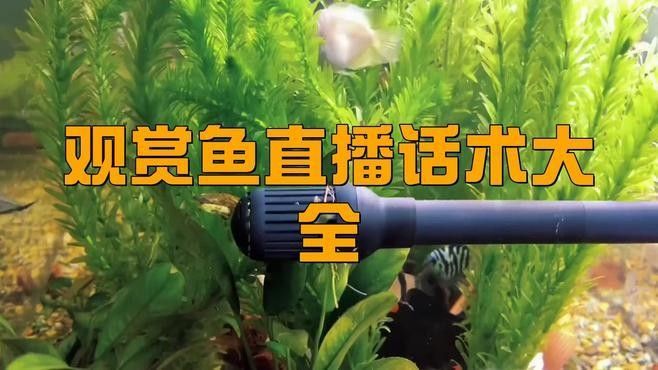 慶云開水族店怎么樣？加盟祥龍魚場賣龍魚市場怎樣？