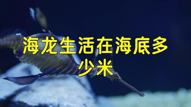 海龍魚在長江口的分布情況如何？