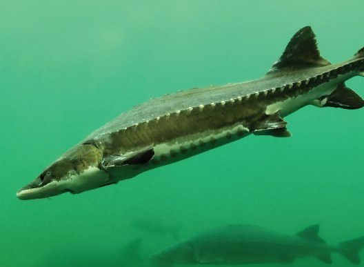 海龍魚在長江口的分布情況如何？