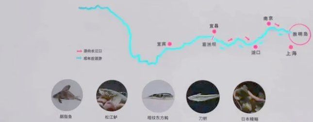 海龍魚在長江口的分布情況如何？