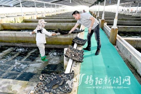 惠來開水族店怎么樣？加盟祥龍魚場賣龍魚市場怎樣？