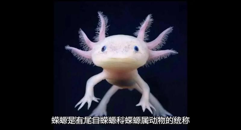 小火龍蠑螈的繁殖周期是多久？