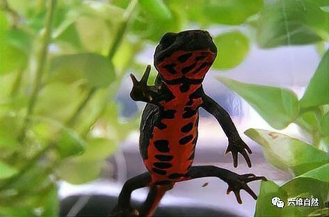 小火龍蠑螈的繁殖周期是多久？