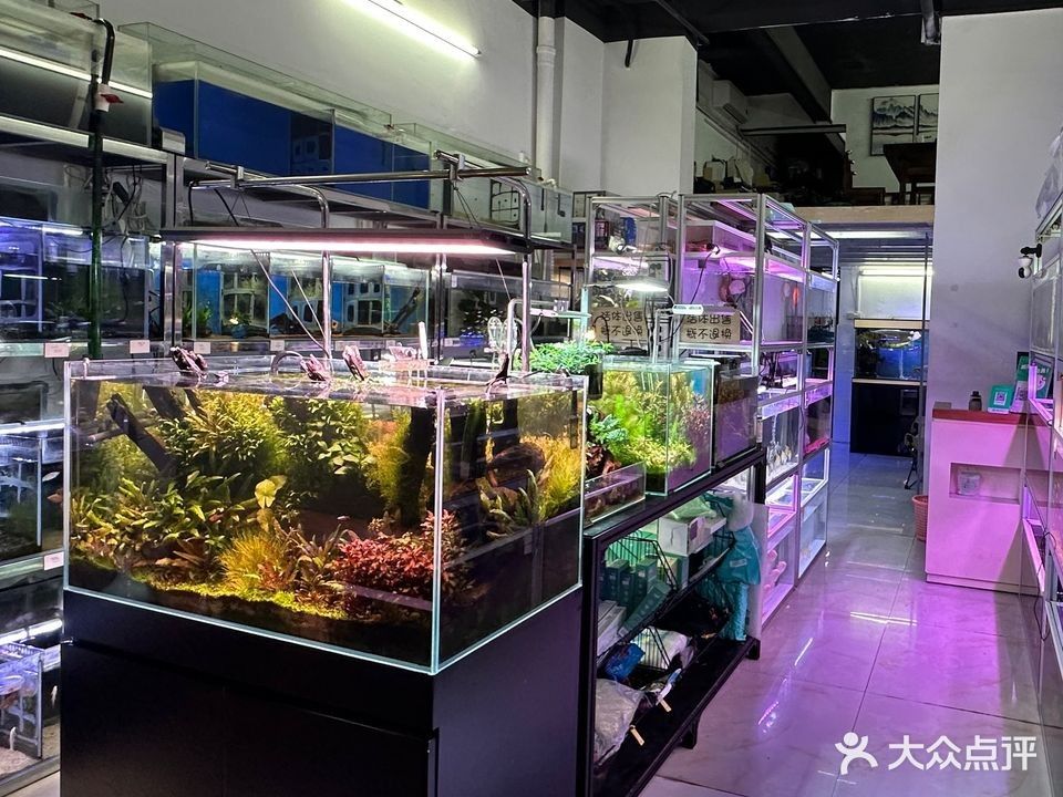 龍華開水族店怎么樣？加盟祥龍魚場賣龍魚市場怎樣？