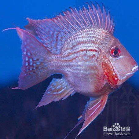 祥龍魚場如何辨別真假？