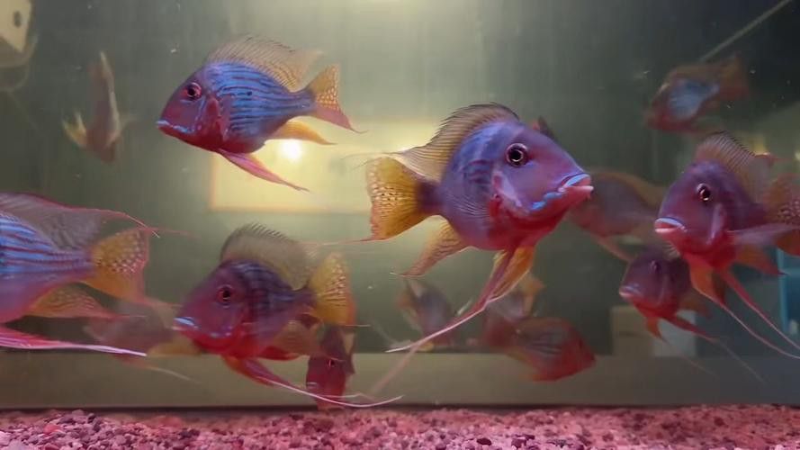 祥龍魚場如何辨別真假？