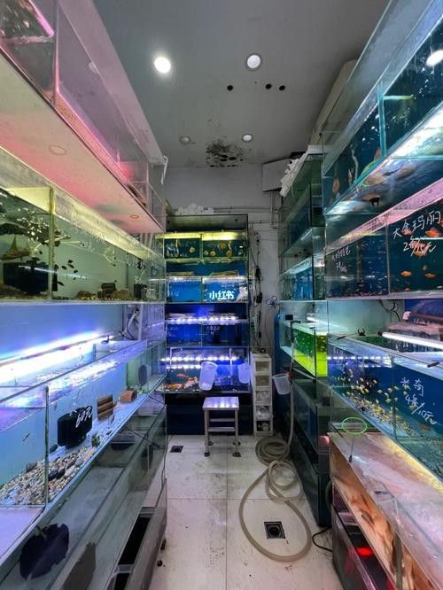 <strong><mark>通海</mark></strong>開水族店怎么樣？加盟祥龍魚場賣龍魚市場怎樣？