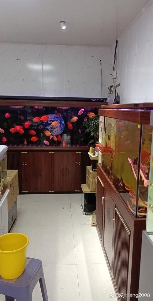 五河開水族店怎么樣？加盟祥龍魚場賣龍魚市場怎樣？