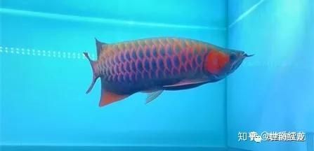 紅龍魚品牌等級劃分標(biāo)準(zhǔn)圖表及價格：紅龍魚品牌、品牌等級劃分標(biāo)準(zhǔn)圖表及價格