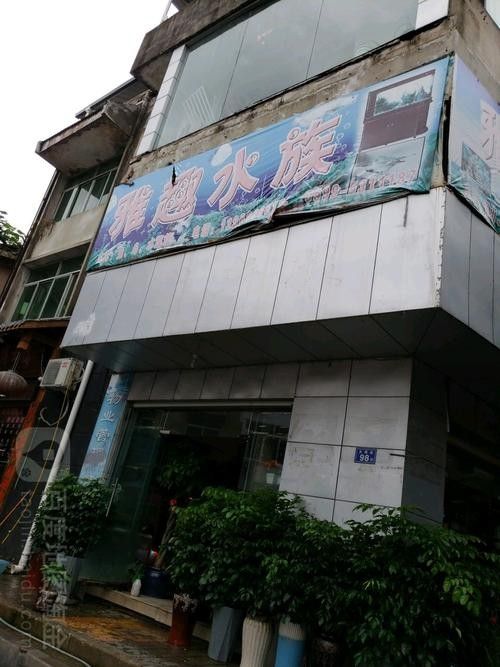 武夷山開水族店怎么樣？加盟祥龍魚場賣龍魚市場怎樣？