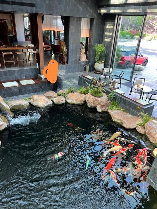 武夷山開水族店怎么樣？加盟祥龍魚場賣龍魚市場怎樣？