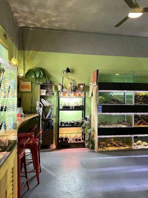 桑珠孜開水族店怎么樣？加盟祥龍魚場賣龍魚市場怎樣？