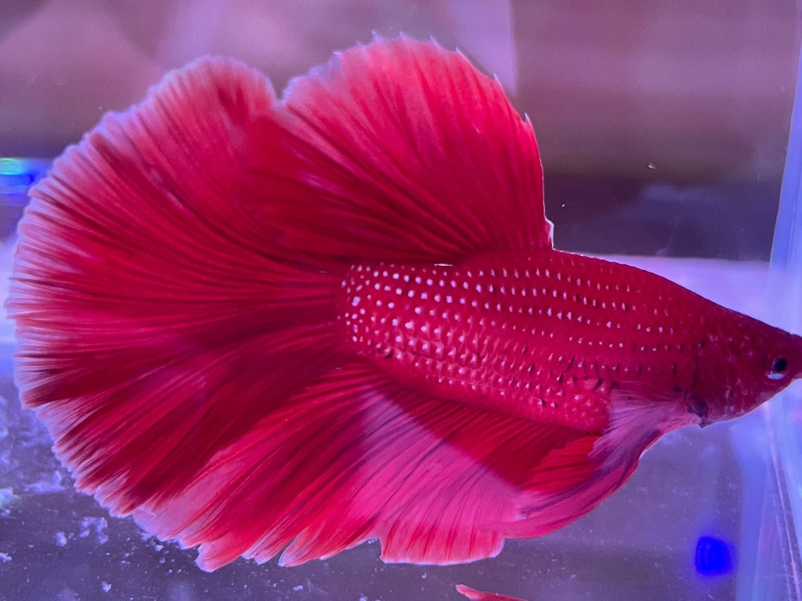 玉田開水族店怎么樣？加盟祥龍魚場賣龍魚市場怎樣？