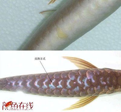 金龍魚吃什么上色最好養：金龍魚吃什么上色
