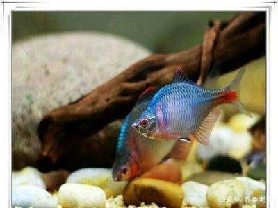 龍魚養不活的原因是什么引起的呢：龍魚養不活的幾個原因
