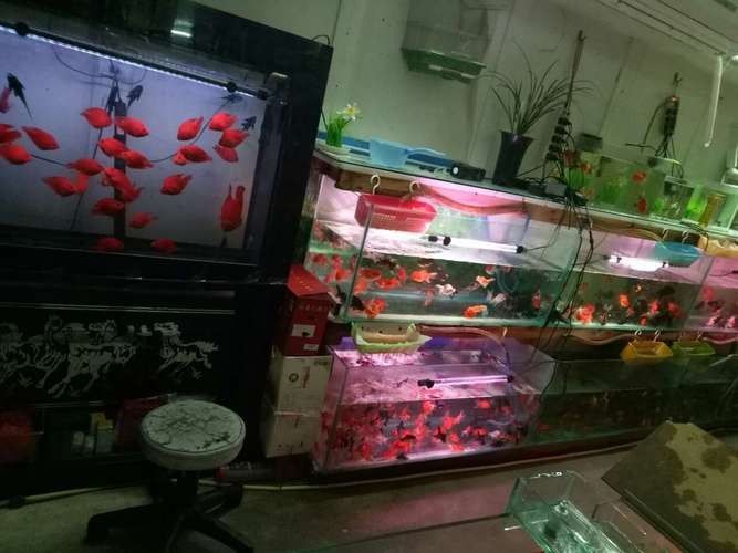 蔡甸開水族店怎么樣？加盟祥龍魚場賣龍魚市場怎樣？