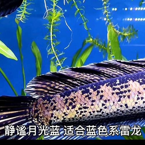 藍色雷龍魚用什么燈發色好？